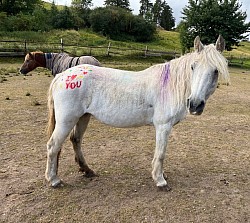 bemaltes Pony