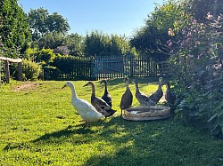 die Enten