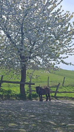 Alwa