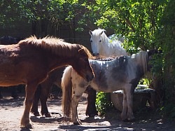 Ponys