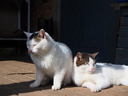 Katzen