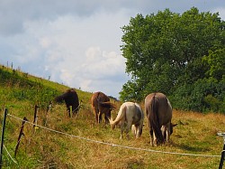 Weidezeit