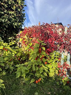 Herbst